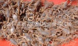 小蝎子大爆料最新,小蝎子大爆料，明星幕后真相大曝光！