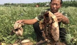 大竹吃瓜最新事件爆料新闻,揭秘最新事件背后惊人真相